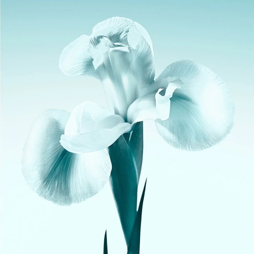 Tiffany & Co. Eau de Parfum Holiday Set for her Fragrance Trio brand new - Picture 3 of 3